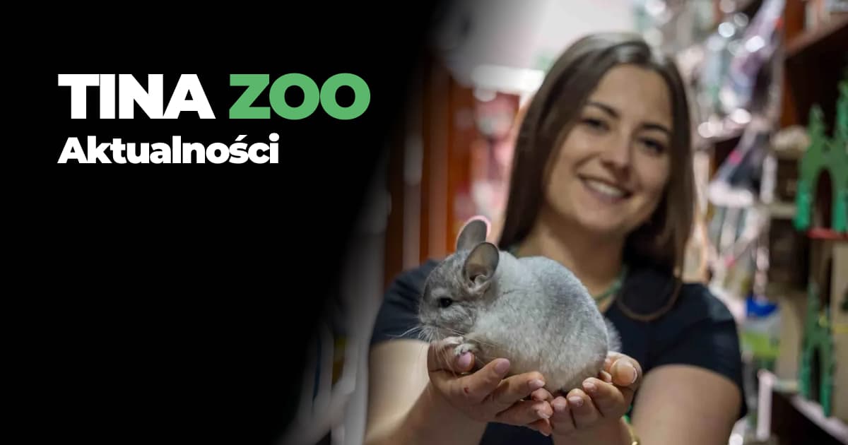 Szynszyle fascynujące Zwierzęta z Andów